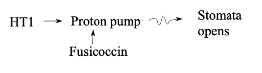<p>The correct pathway is HT1 → Proton pump → Stomata opens</p><p></p><p>This is because fusicossin (a fungal toxin that directly activates the proton pump, locking them into constant maximal activity so that the stomata opens against the plant’s will) has the same effect on mutant and WT plants. Thus, the proton pump must be more downstream from HT1. </p>