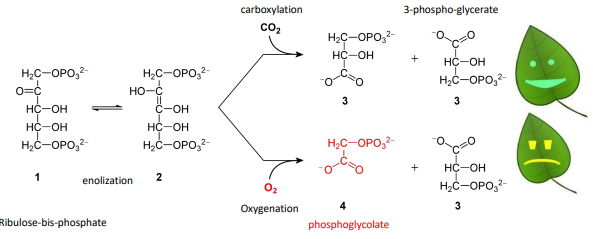 <p>Photosynthesis and photorespiration?</p>