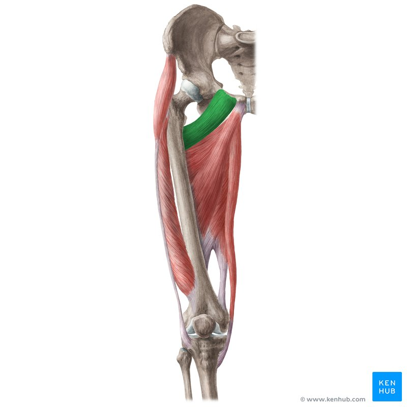 <p>Anterior Hip Muscles</p>