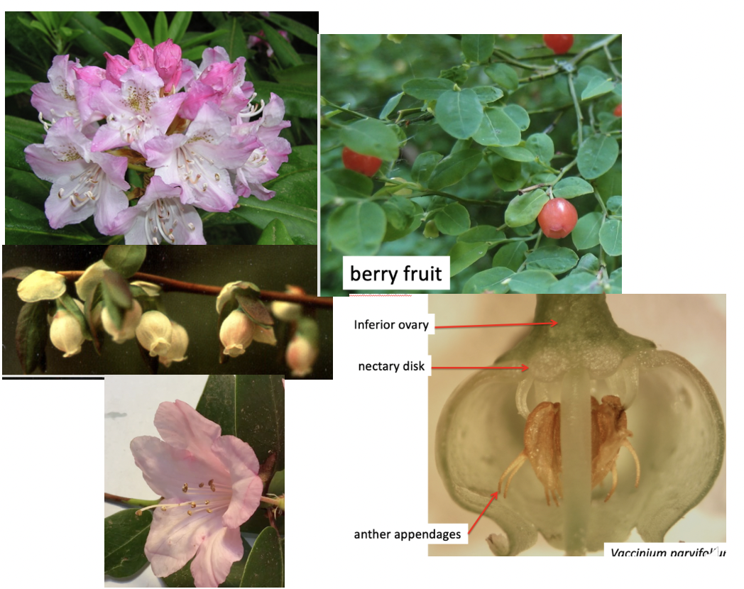 <p>Ericaceae</p>