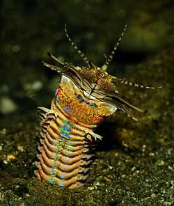 <p>clade of annelida which is inside lophotrochozoa; still a type of segmented worm; free living mobile marine worms, fleshy parapodia with tiny chitinous setae on each segment, posses well developed sense organs- antennae and eyes</p>