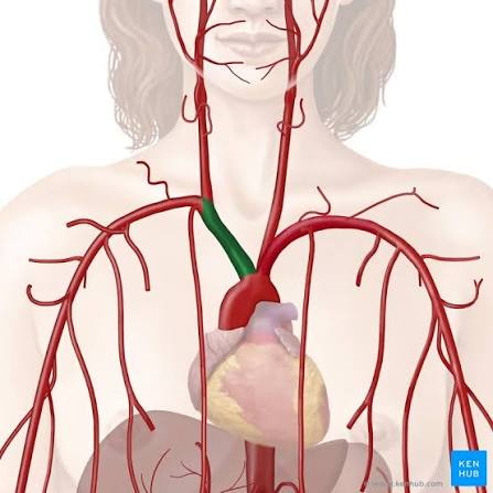 <p><span><span>Single vessel located on the right side of the body; the first vessel branching from the aortic arch; gives rise to the right subclavian artery and the right common carotid artery</span></span></p>