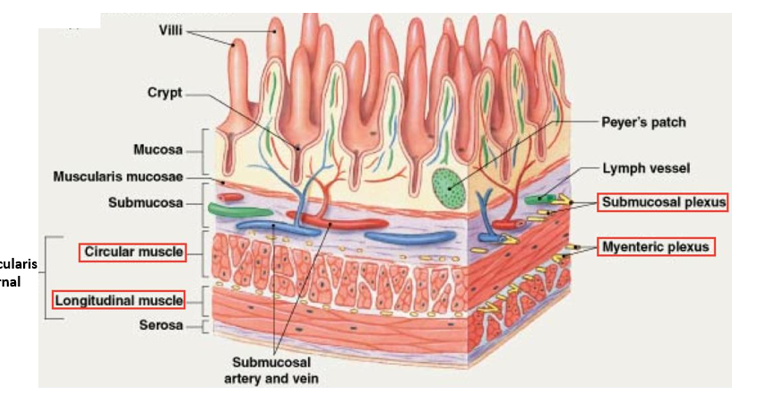 <ul><li><p>Prevents ingested microbes from crossing the GI tract wall</p></li><li><p>Peyer’s Patches in distal small intestine </p></li></ul><p></p>