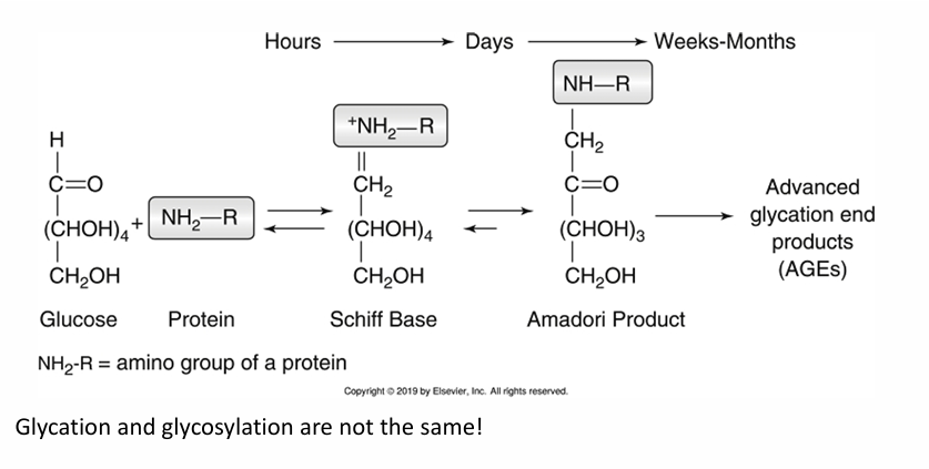 <p>glucose + protein react —> form schiff base —> form unstable Amadori product —> after weeks to months for AGEs</p>