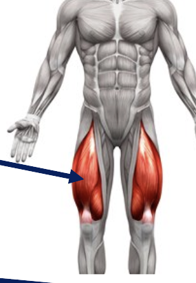 <p>what is this group of muscles called</p>