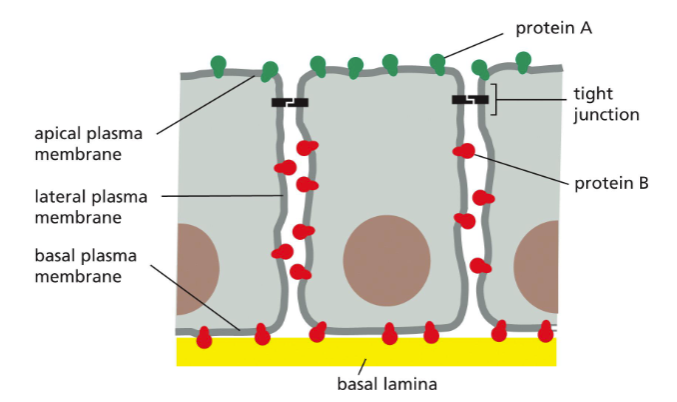 <p>TIGHT JUNCTIONS </p>