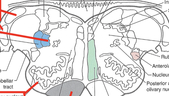 <p>label rostral medulla with: cochlear nuclei (posterior, anterior), spinal trigeminal nucleus (pars oralis), spinal trigeminal tract, pyramid/corticospinal fibers, principal olivary nucleus, solitary tract, solitary nucleus</p>