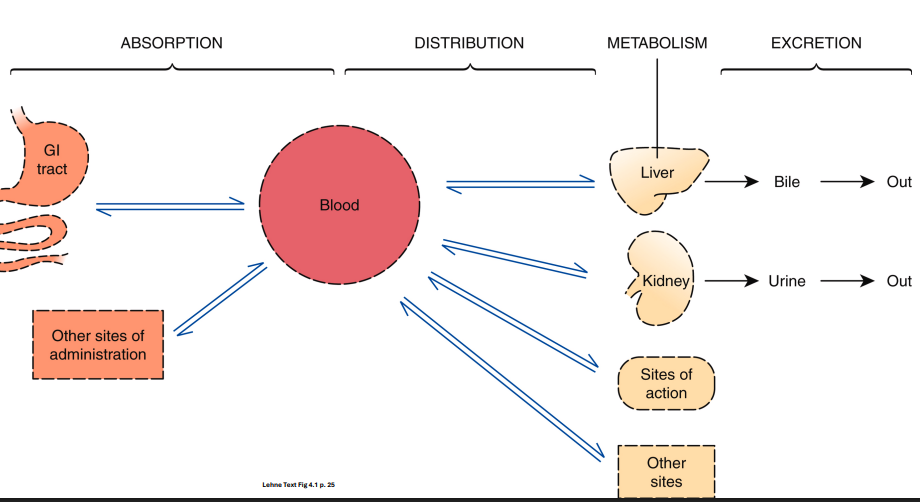 <ul><li><p>absorption</p><ul><li><p>drug movement from site of administration to blood stream</p></li></ul></li><li><p>distribution</p><ul><li><p>blood stream, from blood to target cells</p></li></ul></li><li><p>metabolism</p><ul><li><p>breaking down drugs structure </p></li><li><p>increase likelihood of being peed out</p></li></ul></li><li><p>excretion</p></li></ul><p>**all 4 phases involves drug movement and membrane corssing</p>