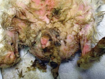 <p>What is moist dermatitis (‘blue fur disease”)?</p>