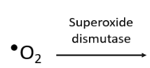 <p>when there radical and then Superoxide dismutase (SOD). What is the next molecule?</p>