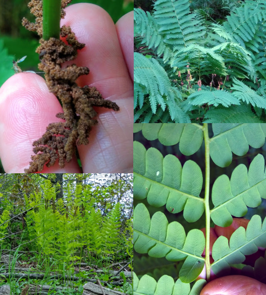 <p><em>Osmunda claytoniana</em></p>