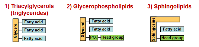<p>-Fatty acids are carboxylic acids with a long hydrocarbon chain; they are key constituents of lipids</p><p>fatty acid-containing lipids: triacylglycerols, glycerophospholipids, sphingolipids</p>