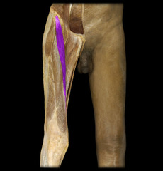 <p>innervation: femoral nerve</p>
