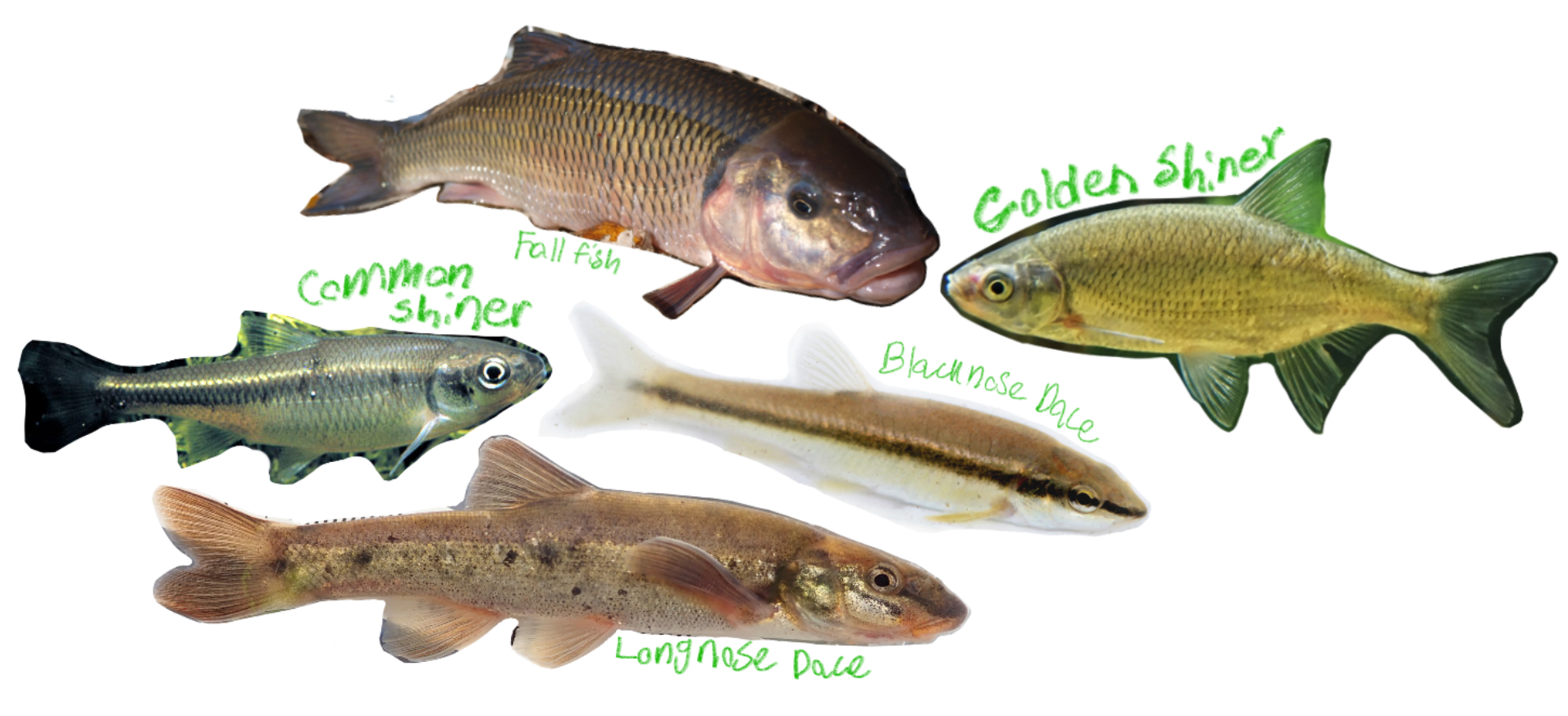 <p>Minnows, Daces, Shiners</p><p>(Kyprinos: “Carp”)</p><p>Includes: Common shiner, Golden shiner, Fallfish, Blacknose dace, Longnose dace</p><p>*found in freshwater/NA</p>