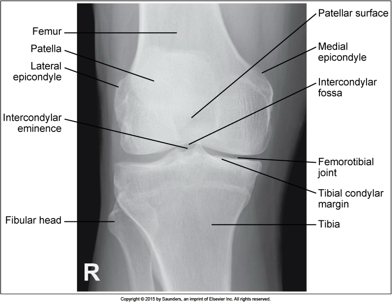 <p>AP knee</p>