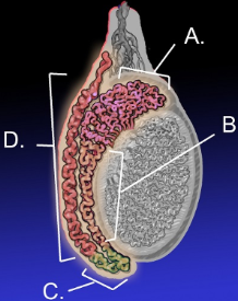 <p><span style="line-height: 17.375px;">Which letter correctly identifies the head of the epididymis?&nbsp;</span></p>