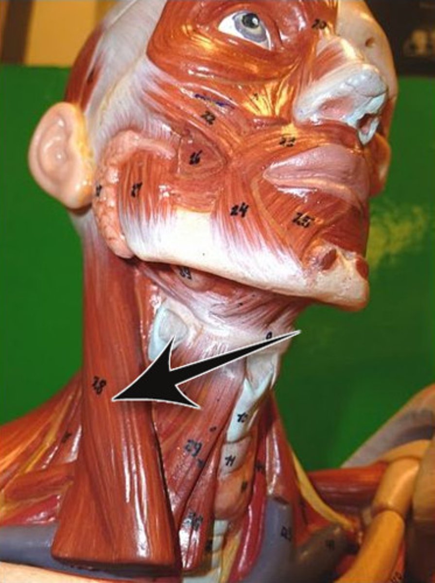 <p>Location: back of ear to neck</p><p>Action: Together: flex neck Alone: turns face to opposite side</p>