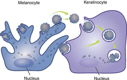 <p><strong>Pigment-containing vesicles synthesized by melanocytes</strong> and <strong>transferred via exocytosis/endocytosis into neighboring keratinocytes.</strong></p>