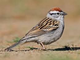 <p>What vertebrate is this?</p>