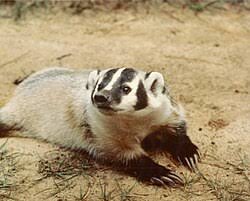 <p>Badger (n) </p>
