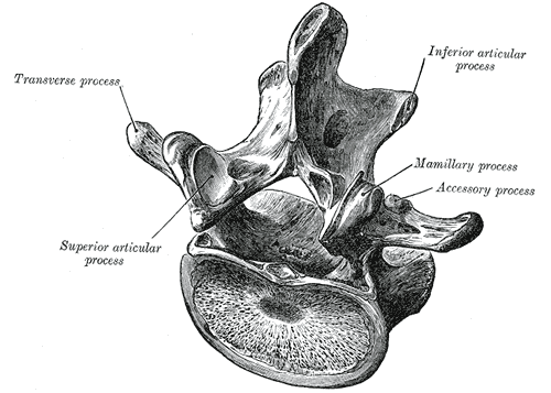 <p>prominent feature that stands out</p><p>ex: transverse process</p>