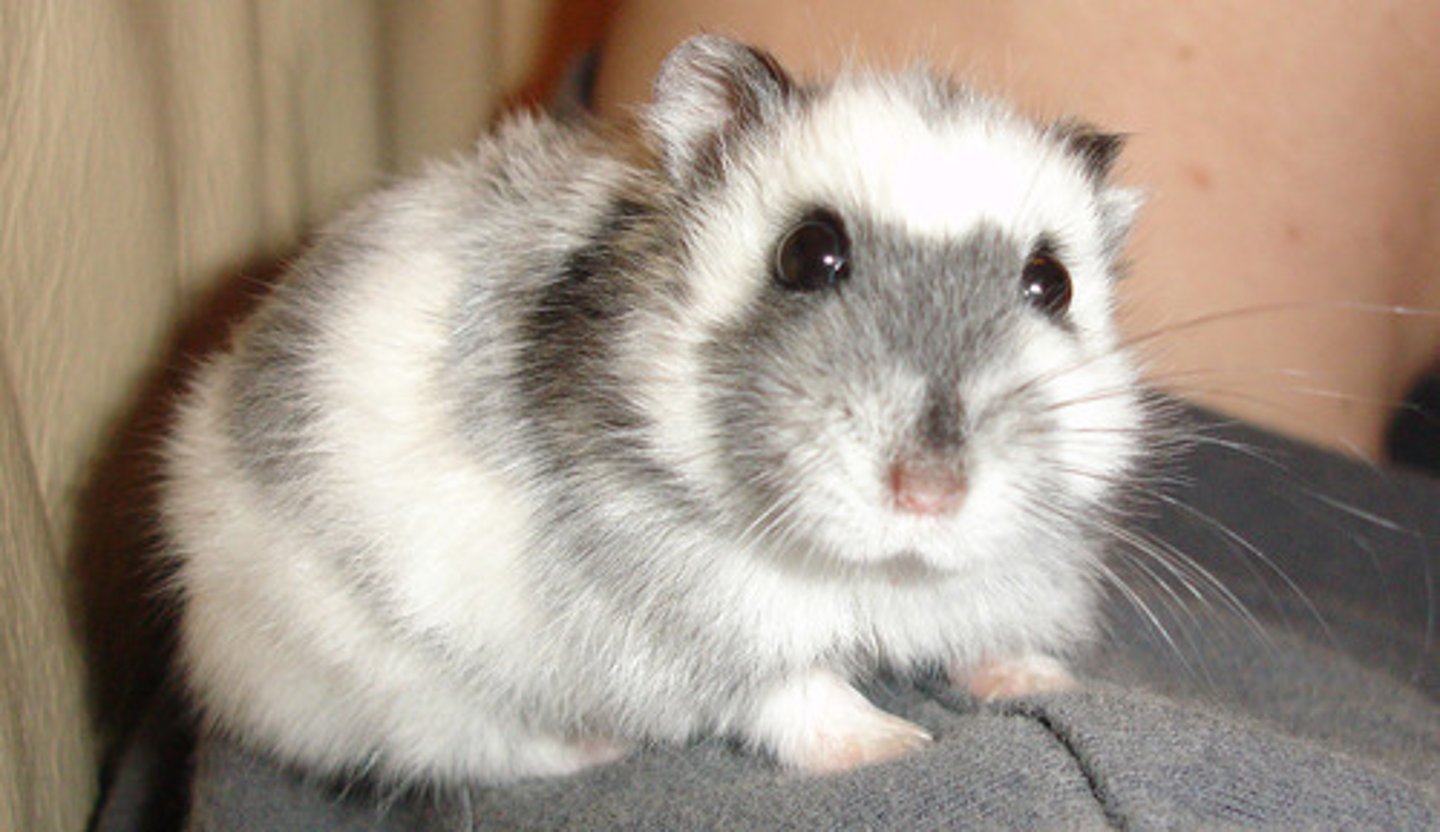 <p>the hamster</p>
