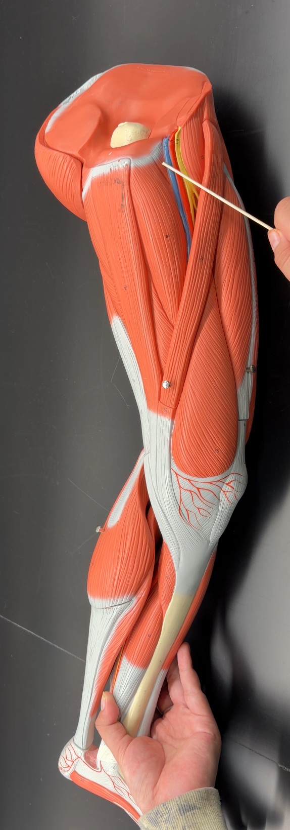 <p>name the muscle and function</p>