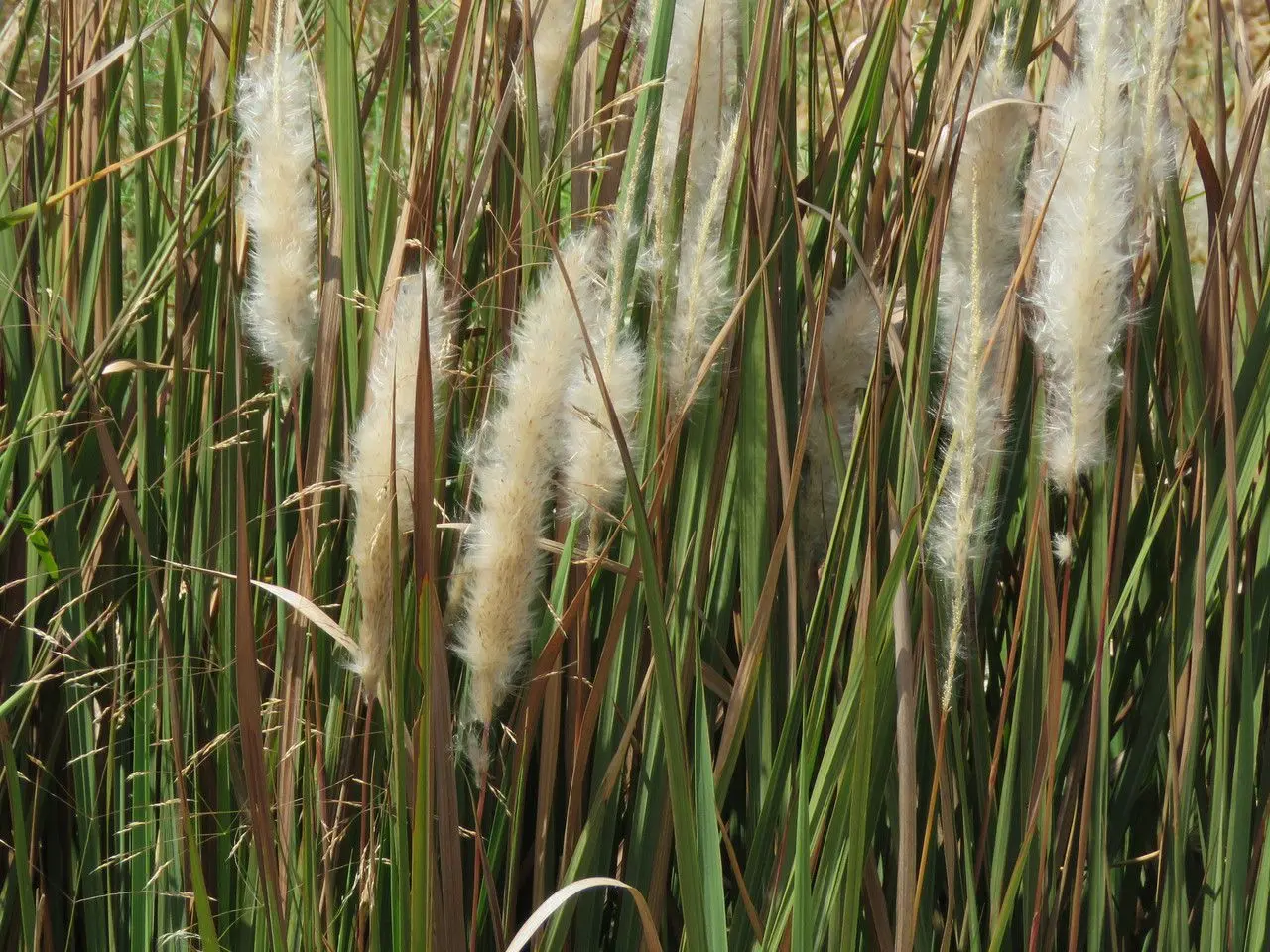 <p><strong>Common Name</strong>: <span style="background-color: transparent; font-family: "Helvetica Neue", sans-serif;">Cogongrass</span></p><p><strong>Parts Used</strong>: Rhizome</p><p><strong>Use/s</strong>: Fever, polydipsia, vomiting blood, jaundice; anti-inflammatory, antioxidant, antitumor, antibacterial, immunomodulatory</p><p><strong>Major Metabolites</strong>: Saponins, flavonoids, glycosides, phenols, coumarins</p>