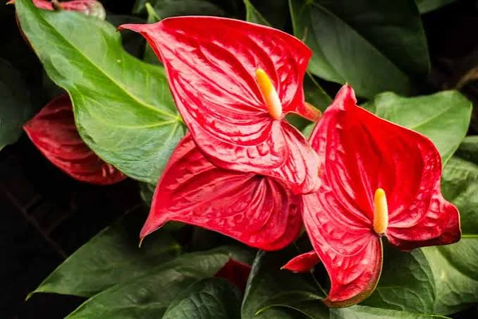 <p>Planta </p>