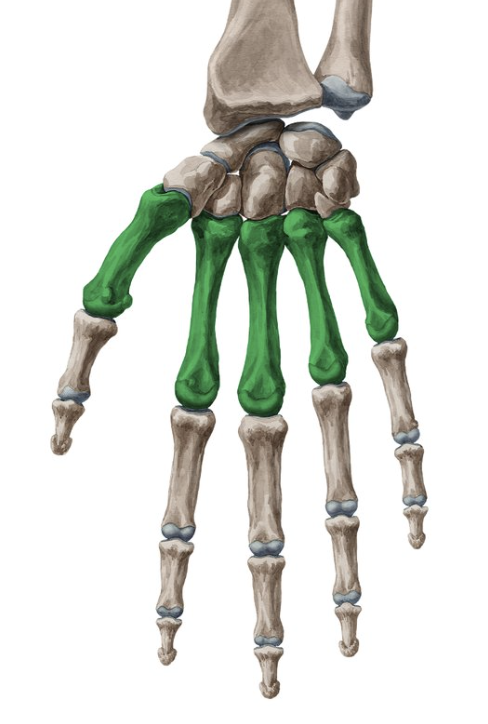 <p>What is the order for <strong>metacarpals</strong>? <strong>(I - V)</strong></p>