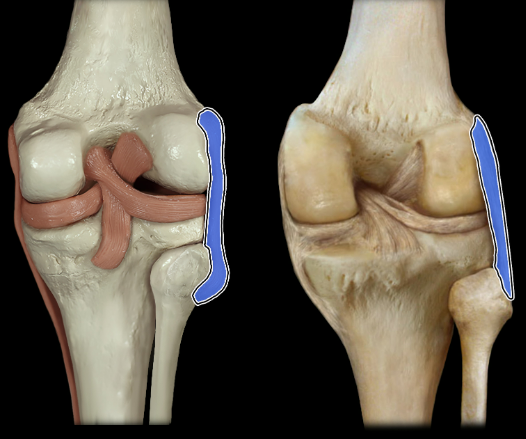 <p>posterior</p>