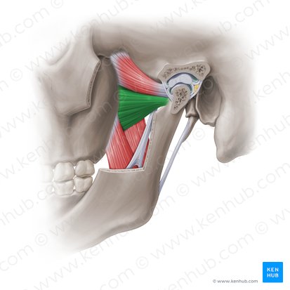 <p><strong>distal attachment</strong> of <strong>lateral pterygoid: inferior head</strong></p>