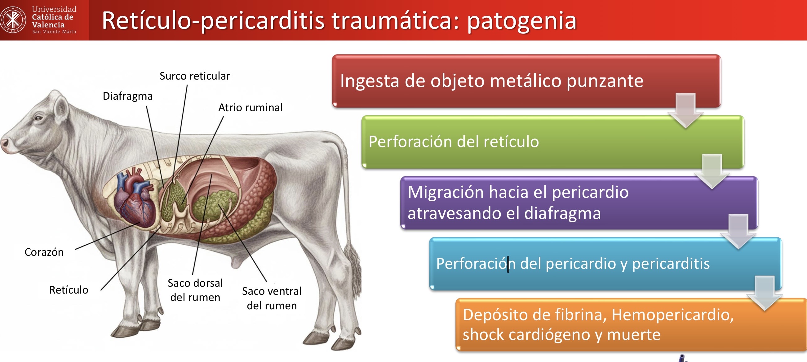 <p>CARDIOVASCULAR: Retículo-pericarditis traumática </p><p>Pleuritis y pericarditis fibrinosas secundarias </p>