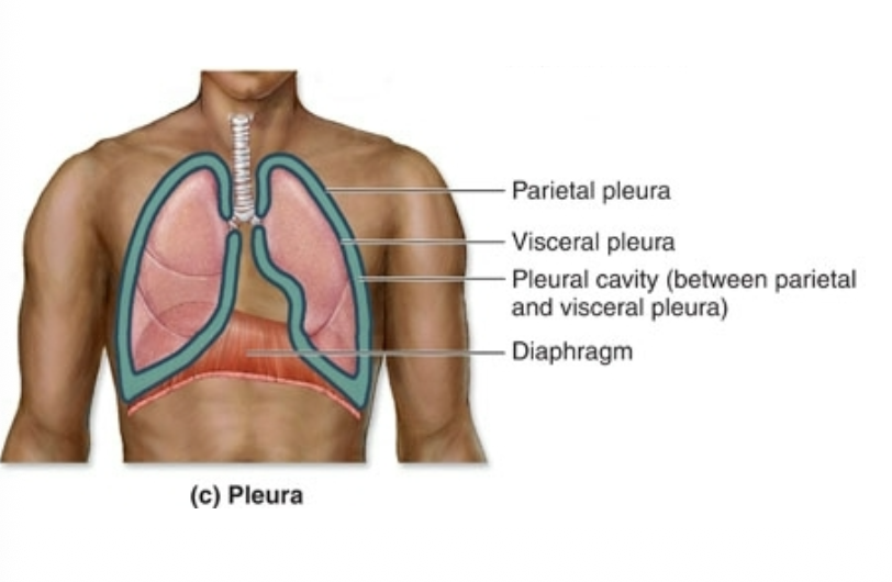 <p>lines and protects lungs and chest wall (2 layers) on either side of the mediastinum</p>