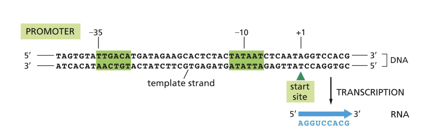<p>found on the strand that is NOT the template, 35 nucleotides away from start site, helps RNA poly identify which strand has gene of interest → transcribe certain genes</p>