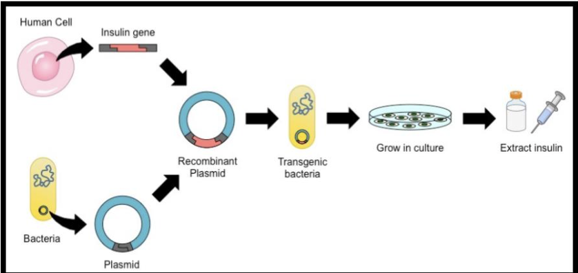 <p><span style="font-size: medium;">Insulin today is predominantly made this way</span></p><p>a. recombinant DNA technology</p><p>b. decomposition of organic matter</p><p>c. Bacillus thuringensis</p><p>d. the nitrogen cycle</p>
