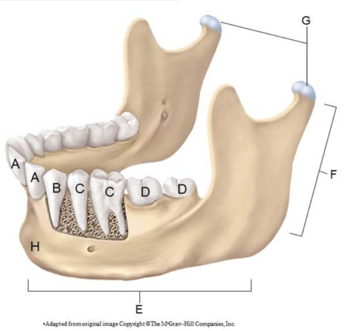 <p>This is a human mandible. Identify what is A, B, C, D</p>