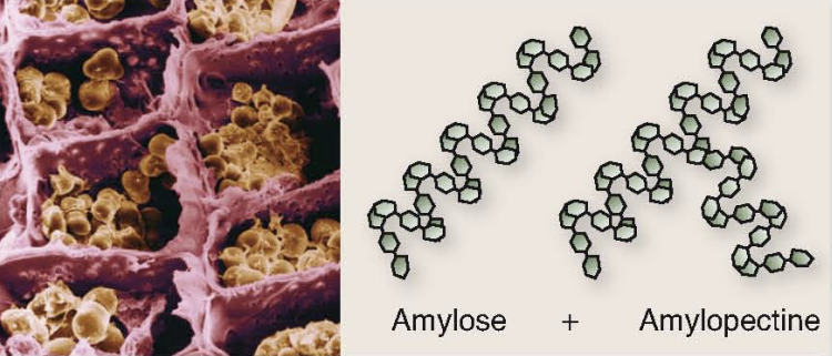 <p>Polymère (polysaccharide) composé de α-glucose, présent chez les plantes : stocke l'énergie.</p><p>Liaison α : 1 -> 4 (monomères reliés entre-eux)</p><p>Liaison α : 1 -> 6 (ramification)</p>