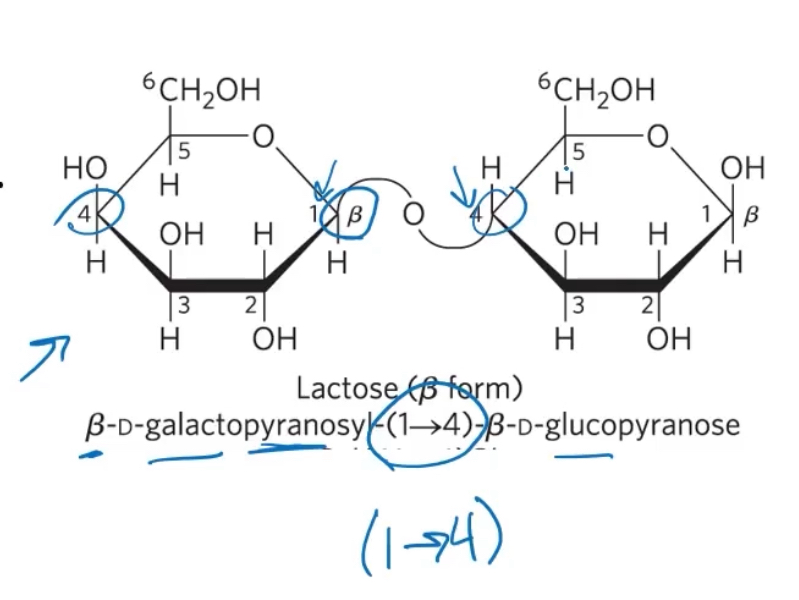 <p>1) wirh the nonreducing end on the left, give the configuration (alpha or beta) at the anomeric carbon joining the first unit to the second. </p><p>2) name the nonreducing residue using “furano” (5C) or “pryano'“ (6C)</p><p>3) indicate in parentheses the two carbon atoms joined by the glycosdic bond, with an arrow connecting the two numbers </p><p>4) name the second residue and repeat for additional residues</p><p></p>