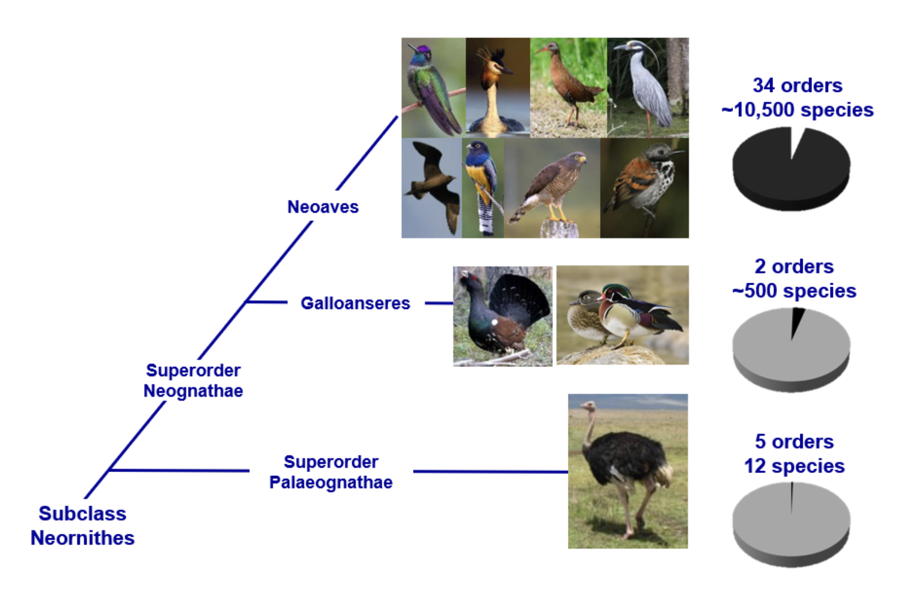<p>• Subclass Archaeornithes: Archaeopteryx, etc. (extinct)</p><p>• Subclass Neornithes:</p><ul><li><p>Superorder Odontognathae: Hesperornis, etc. (extinct)</p></li><li><p>Superorder Paleognathae: Ratites</p></li><li><p>Superorder Neognathae:</p><ul><li><p>Galloanserae: chickens and ducks</p></li><li><p>Neoaves:</p><ul><li><p>Strisores: nightjars and allies, swifts, hummingbirds</p></li><li><p>Columbaves: pigeons and allies</p></li><li><p>Gruiformes: cranes, rails, and kin</p></li><li><p>Aequorlitornithes: flamingos, grebes, gulls, waterbirds, wading birds</p></li><li><p>Inopinaves:</p><ul><li><p>Hoatzin</p></li><li><p>Telluraves:</p><ul><li><p>Afroaves: hawks, owls, trogons, hornbills, woodpeckers, kingfishers</p></li><li><p>Australaves: falcons, parrots, passerines</p></li></ul></li></ul></li></ul></li></ul></li></ul><p></p>
