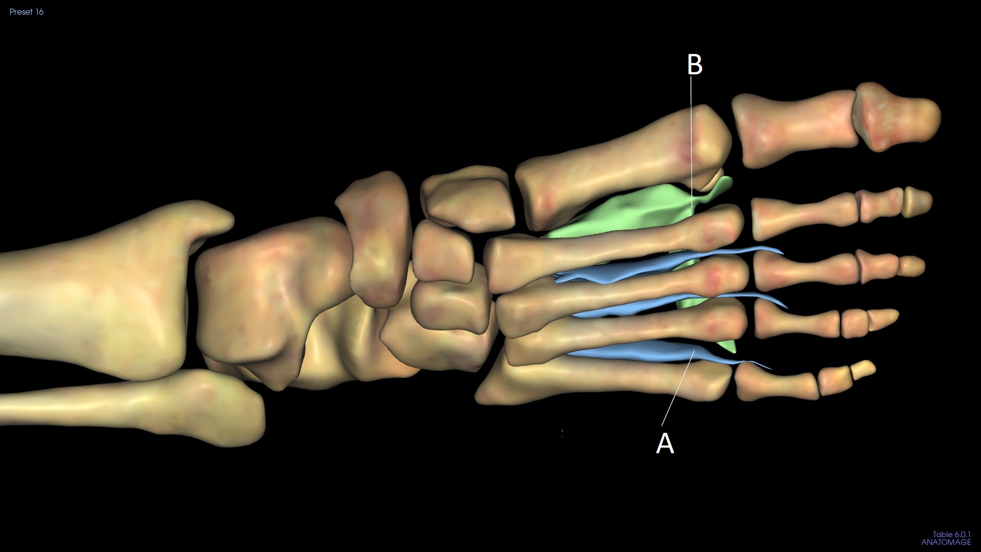 <p>B</p>