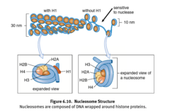 <p>1) H2A, H2B, H3, and H4 (the first 4) form a protein complex and have chromosomes wind around them.</p><p>2) H5 seals off the ends of these chromosome-histone complex and stabilizes structure.</p>