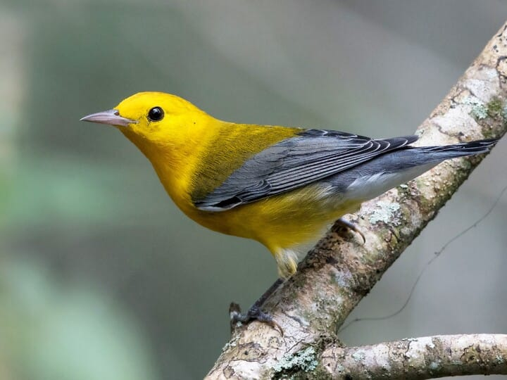 <p>prothonotary warbler </p><p>bright yellow body<br>gray wings + rump<br>olive transition color in between</p>