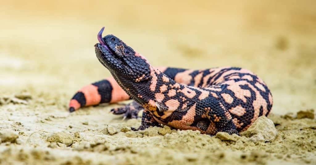<p>Helodermatidae<br>Heloderma suspectum<br>Gila monster</p>