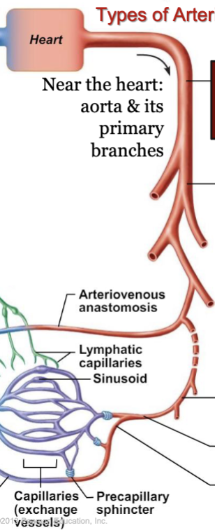 <p>types of arteries</p><p>near the heart: aorta and its primary branches:</p><p><strong>conducting</strong> (elastic or large) arteries: <strong>conduct</strong> blood <strong>away</strong> from heart, inc elastin: expand during systole and recoil during diastole which lessens fluctuations in BP</p><p><strong>distributing</strong> (muscular or medium) arteries: <strong>distribute</strong> blood <strong>to</strong> body organs and tissues, thickest tunica media of all blood vessels</p><p><strong>resistance</strong> (small) arteries: resistance vessels offer greatest resistance to blood flow due to small diameter, <strong>control</strong> <strong>amount</strong> of blood to various organs</p><ul><li><p>smallest resistance arteries are the <strong>arterioles</strong> which lead directly into <strong>capillary</strong> <strong>beds</strong>, <strong>regulate</strong> flow by Vd/Vc</p></li></ul><p>types of arterioles</p><p><strong>metarioles</strong>: link arterioles to capillaries, muscle cells form precapillary sphincter about entrance to capillary</p>