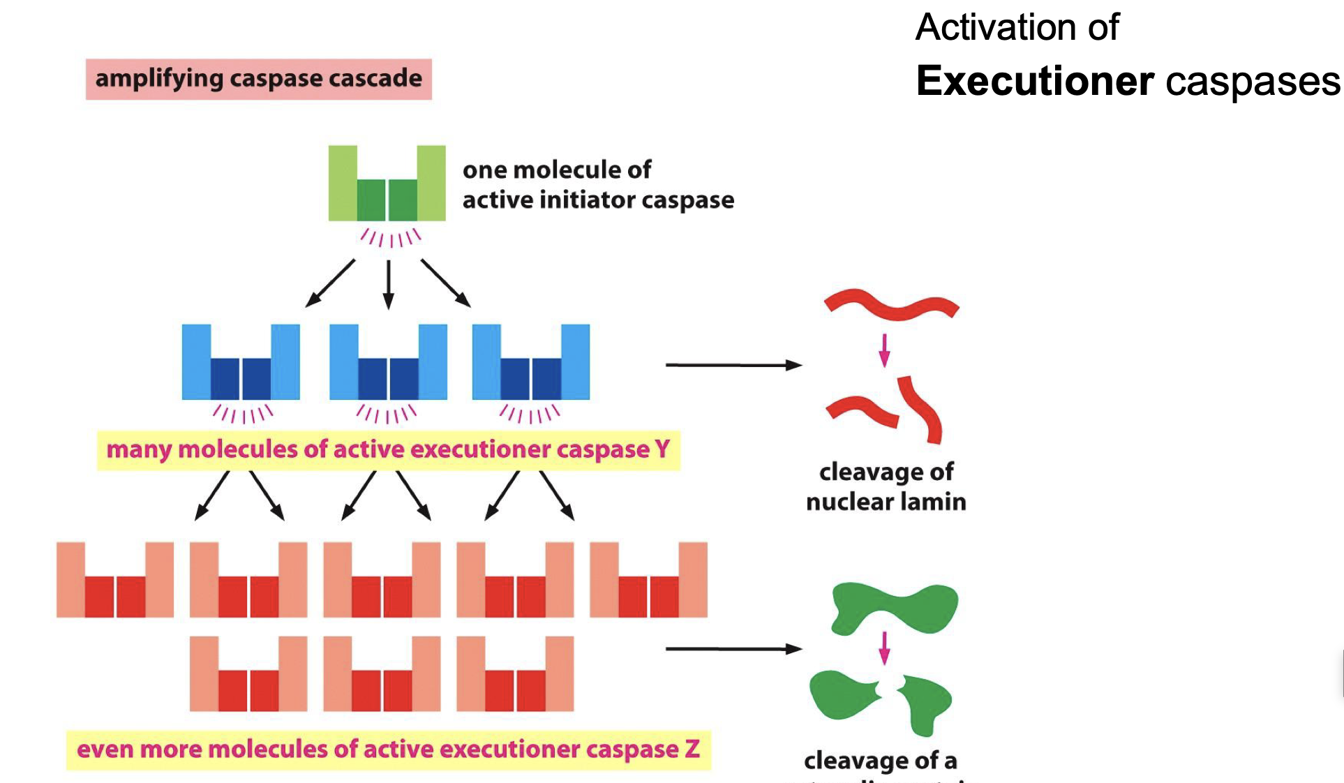 <p>activates Executioner caspases..</p>
