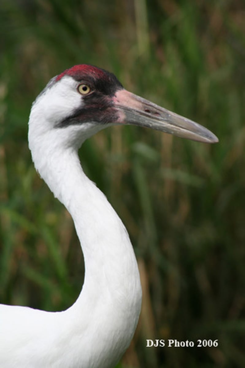 <p>(science English) loài quý hiếm Ví dụ: The island protects many rare species.</p>
