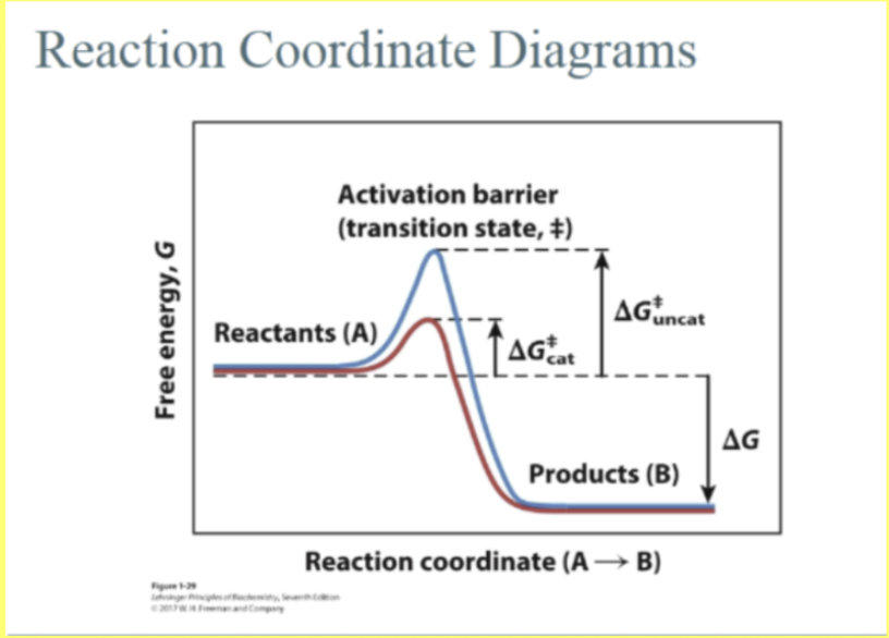 <p><span style="background-color: transparent;">This diagram shows how the energy of a reaction changes as reactants turn into products. Y-axis = higher up = higher energy = less stable. Lower down = lower energy = more stable. <strong>Top of the hill</strong> <strong>= the transition state (‡)</strong>!!</span></p><p><span style="background-color: transparent;">The <strong>activation energy </strong>is: ΔG‡. Big hill = slow reaction. Smaller hill = faster reaction. </span></p><p><span style="background-color: transparent;">Blue curve (uncatalyzed) = higher activation energy = reaction happens very slowly = deltaGdoublecorssuncat. Red curve = enzyme lower activation energy = reaction becomes faster. deltaGdoublecrosscat. </span></p><p><span style="background-color: transparent;">IMPORTANT POINT = deltaG does NOT change: the overall energy difference between reactants and products. Since products are lower in energy here: deltaG = negative, reaction is thermodynamically favorable, there is a release in free energy. BTW the enzyme does not change deltaG, does not change equilibrium, only changes the speed by lowering activation energy! Connection to kinetically stable: <strong>A metabolite can be kinetically stable if the activation barrier is HIGH.</strong> (metabolite is kinetically stable).<strong> Even if products are lower in energy (deltaG = negative): the molecule stays around; because climbing the activation hill is slow. Enzymes lower the hill and allow the reaction to proceed quickly </strong>(ah! makes sense now!).</span></p><p><span style="background-color: transparent;">Other previous: <strong>Metabolite is kinetically stable => it does not change or react quickly, even if converting into something else would be energetically favorable; the REACTION is SLOW because of a high ACTIVATION energy barrier</strong>.</span></p><p><span style="background-color: transparent;">More Chat: “Kinetically stable” does not mean “thermodynamically stable.” A molecule can be unstable in terms of energy (deltaG < 0) BUT STILL stick around for a long time. That’s because of activation energy barrier (Ea). A metabolite is kinetically stable if: The reaction it <em>could </em>undergo has a high activation energy barrier, so it happens very slowly. Even if: Products are lower energy (deltaG is negative => reaction is favorable) => It still doesn’t proceed quickly because it can’t easily “climb the hill.”</span></p>