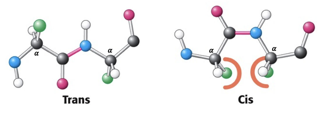 <p><strong>Why is the peptide bond planar?</strong> Because of resonance, the peptide bond (C-N) shares electrons with the carbonyl group (C=O), giving it partial double-bond character. Double bonds cannot rotate freely, which locks the six participating atoms into a flat, rigid 2D plane.</p><p><strong>The Two Configurations:</strong></p><ul><li><p><strong><em>Trans</em>-configuration:</strong> The two adjacent α-carbons (and their attached side chains/R-groups) are on <strong>opposite directions</strong> of the peptide bond to avoid steric clashes</p></li></ul><ul><li><p><strong><em>Cis</em>-configuration:</strong> The two adjacent α-carbons are on the <strong>same direction</strong> of the peptide bond.</p></li></ul><p>praline can be a cis configuration</p><p></p>