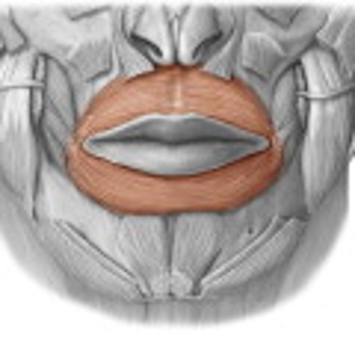<p>Action - closes lips</p>